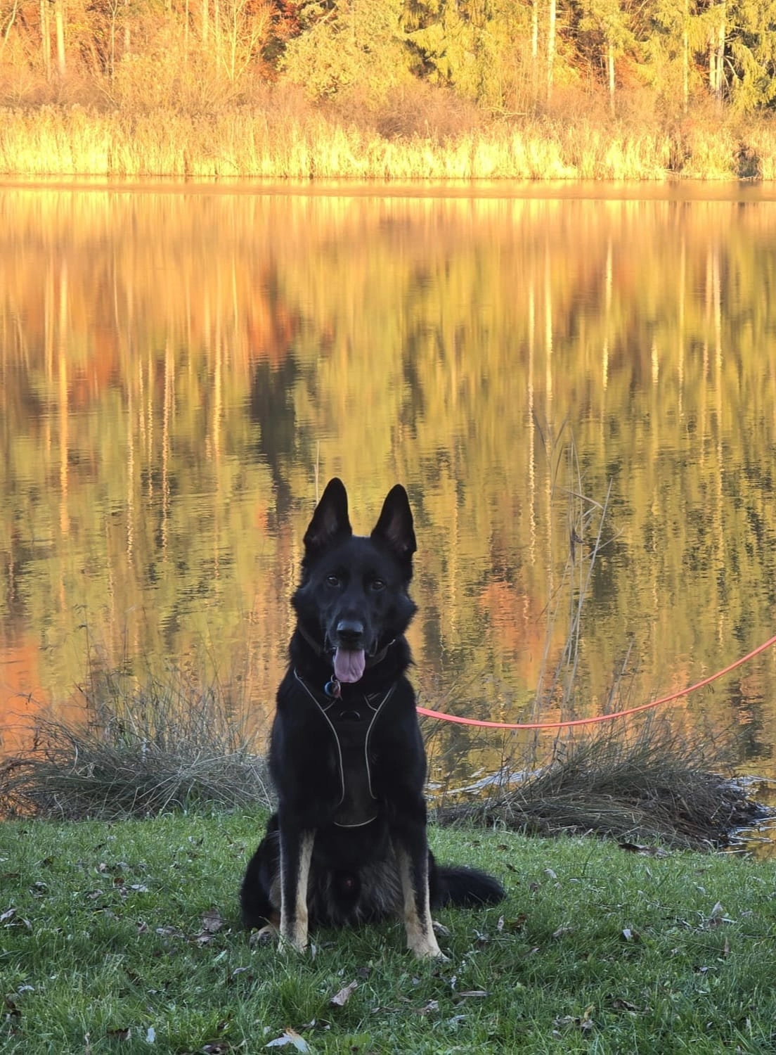 Canis-Optimus - Hundetraining - Oldie but Goldie