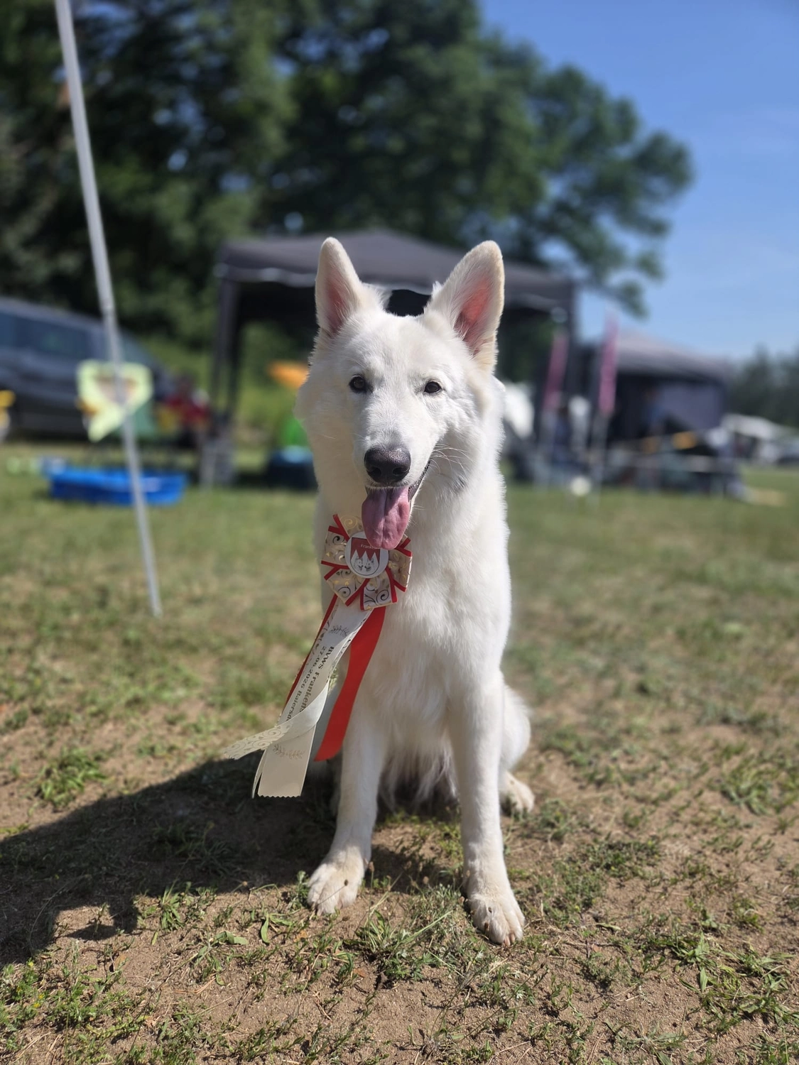 Canis-Optimus - Hundetraining - Mr. Relax