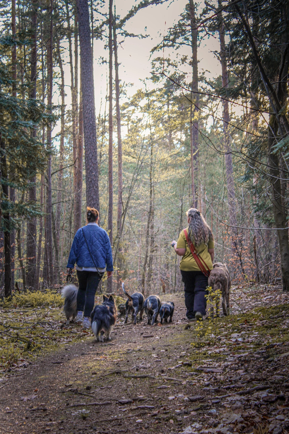 Canis-Optimus - Hundetraining - Gemeinsame Dogwalks