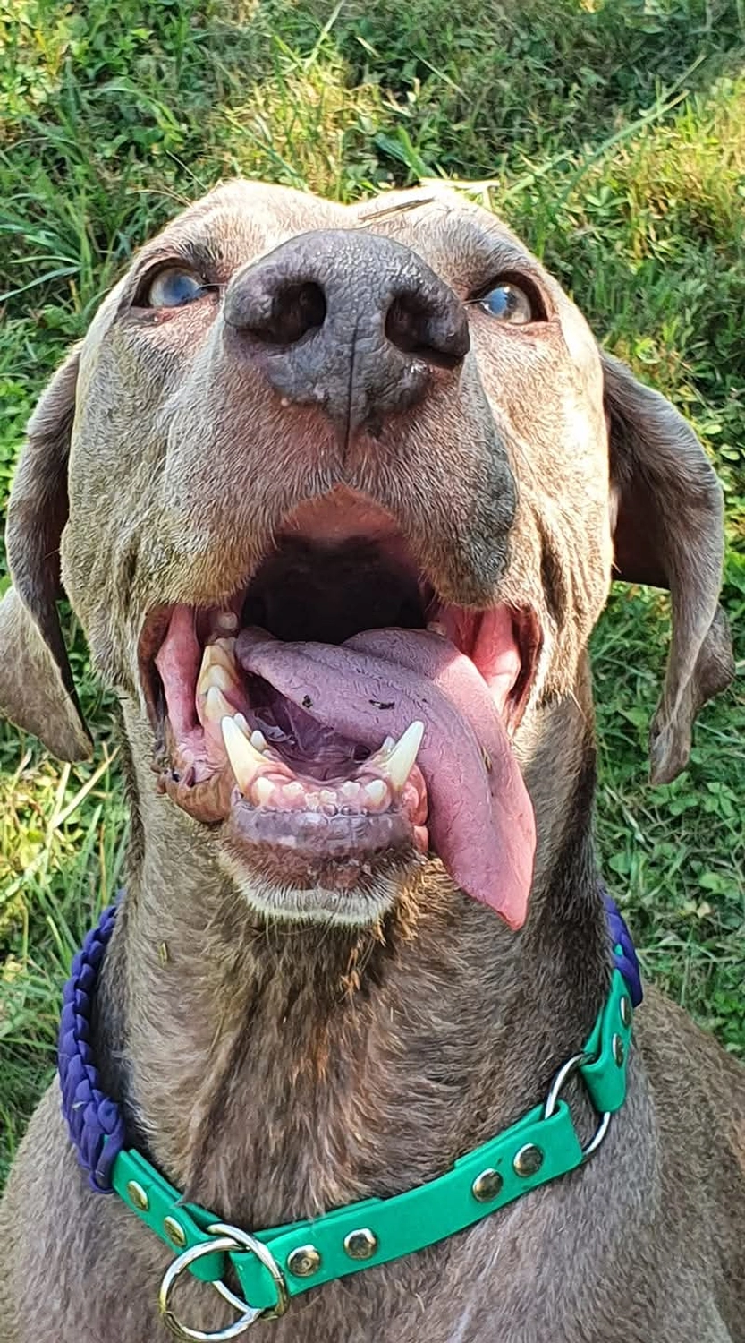 Canis-Optimus - Hundetraining - Gerry