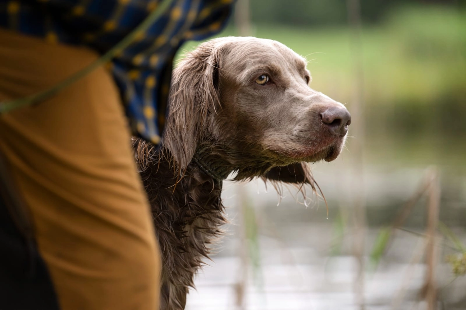 Canis-Optimus - Hundetraining - The worker