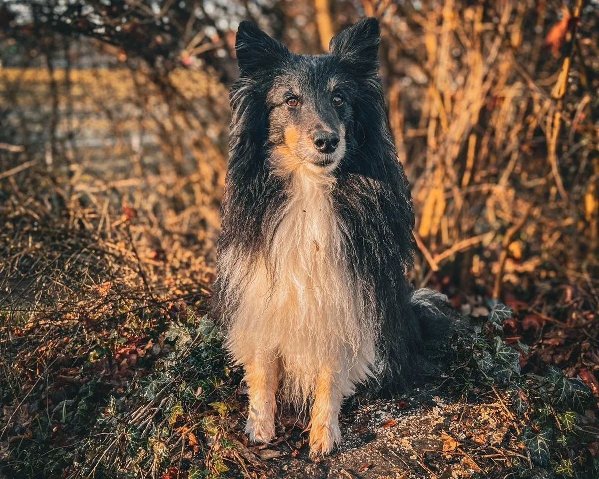 Canis-Optimus - Hundetraining - Hund Bounty