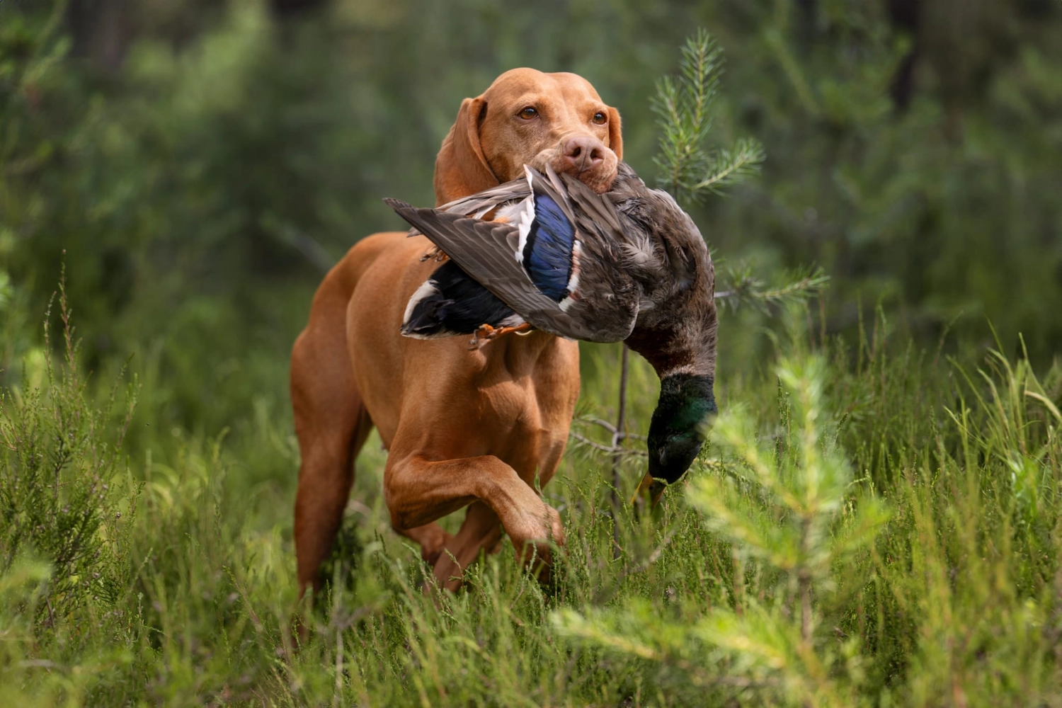 Canis-Optimus - Hundetraining - Jagdlich Training