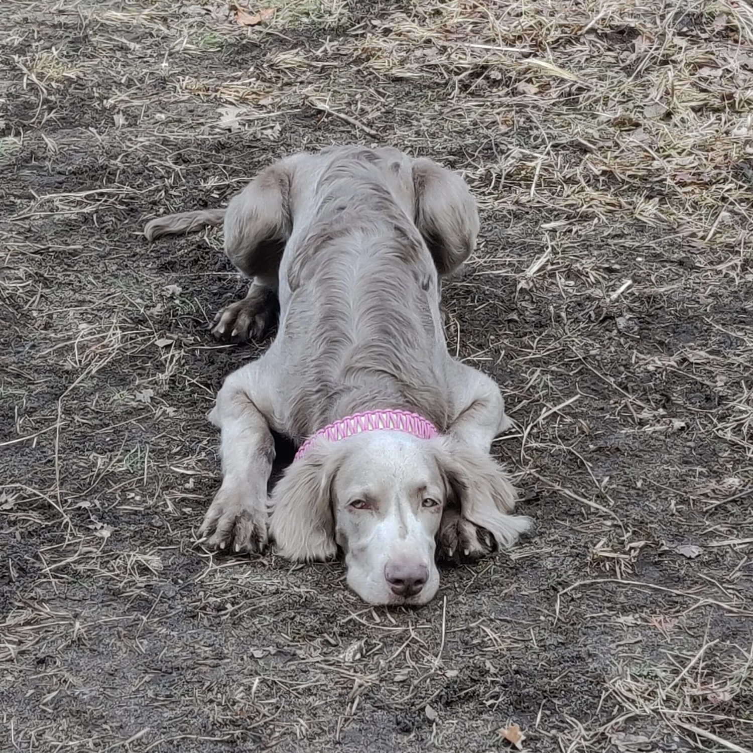 Canis-Optimus - Hundetraining - Ruhezeit für Hunde